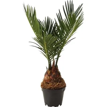 Sazenice Cycas revoluta mini 6 cm