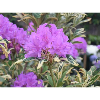 Sazenice Rododendron/pěnišník černomořský 'Variegatum' Balení: kontejner p26