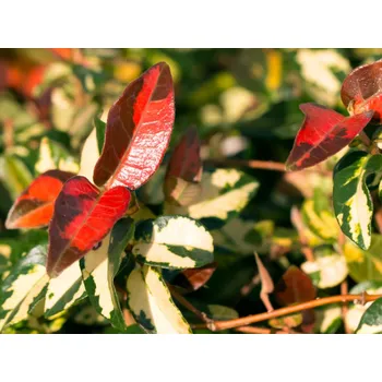 Sazenice Jasmínovník vonný 'Summer Sunset' Balení: kontejner p9