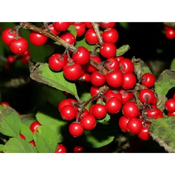 Sazenice Cesmína přeslenitá 'Jingle Bells' kontejner p20