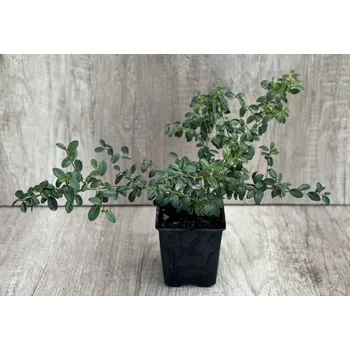 Sazenice Skalník švédský 'Coral Beauty' v květináči Velikost kontejneru: 0,5l