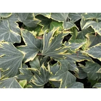 Sazenice Břečťan popínavý 'Yellow Ripple' kontejner p6