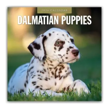 Diář Dalmatian Puppies - Dalmatiner Welpen 2026 - 16-Monatskalender (EN)