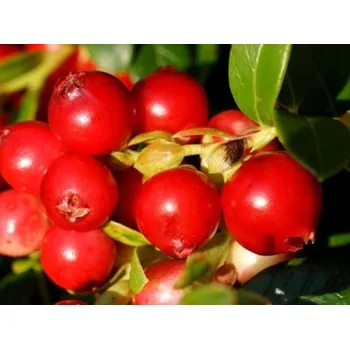 Ovoce Brusinka 'Fireball' Balení: kontejner p17 Vaccinium vitis - idaea 'Fireball'