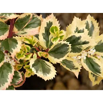 Sazenice Cesmína modrá 'Casanova' kontejner p17