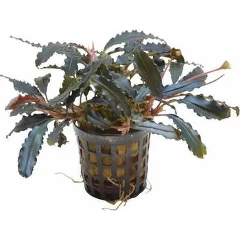 Akvarijní rostlina Bucephalandra biblis AquaFleur