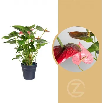 Sazenice Toulitka, Anthurium Sweet Dream, růžová, průměr květináče 17 cm