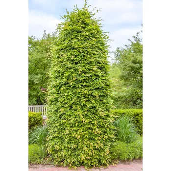 Sazenice Agarden Habr obecný 'Carpinus betulus' Velikost kontejneru: 0,5l