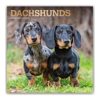 Diář Dachshunds - Dackel 2026 - 16-Monatskalender (EN)