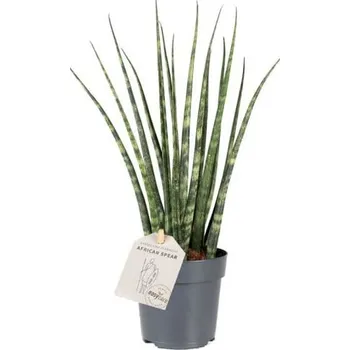 Sazenice Tchýnin jazyk, Sansevieria Fernwood, průměr květináče 14 cm