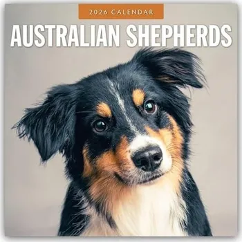 Cizojazyčná kniha Australian Shepherds 2026 Square Wall Calendar - Red Robin