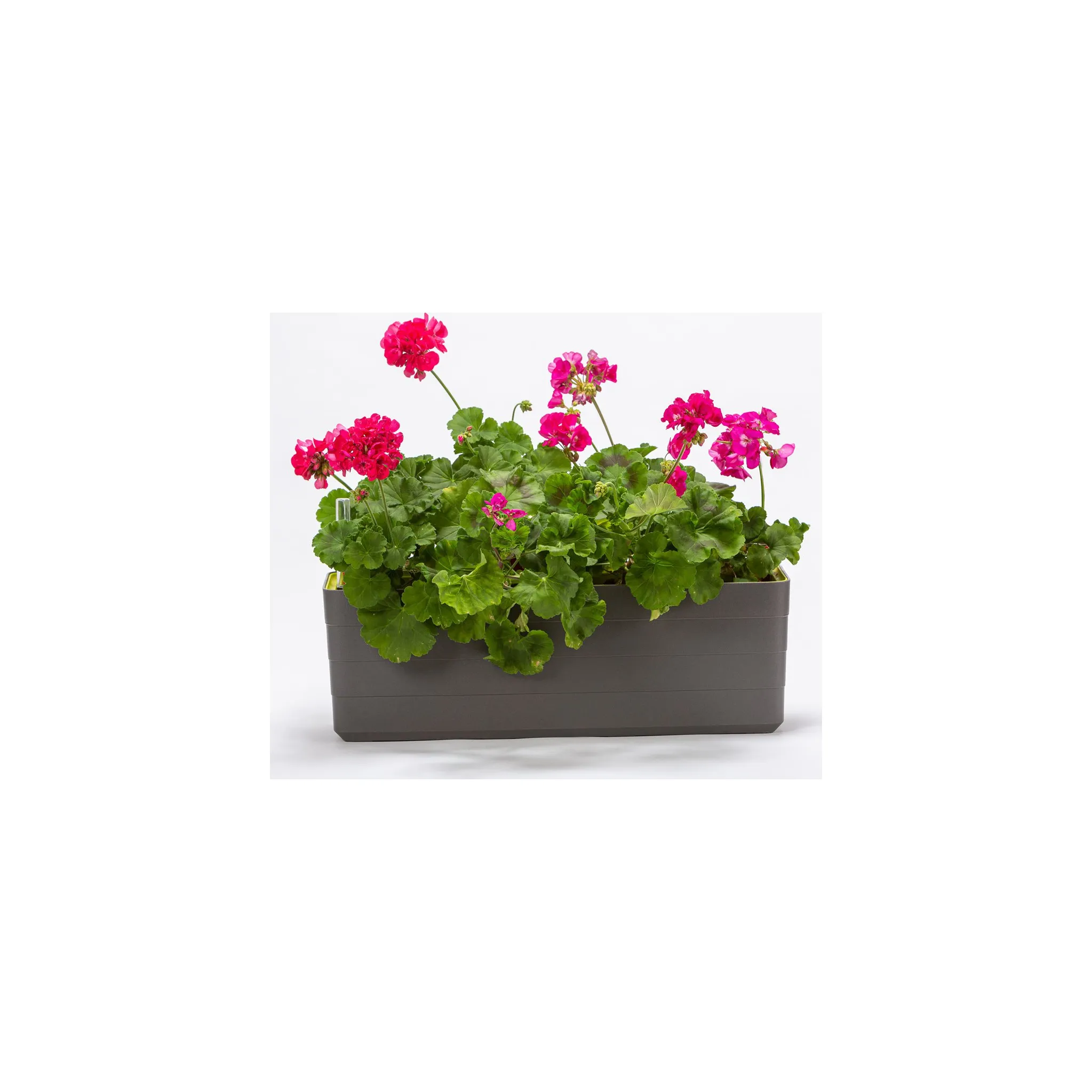 Fotografie 3 - Truhlík Plastia Berberis 80 cm antracit/zelený
