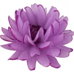 Jiřina vosková malá 10 cm