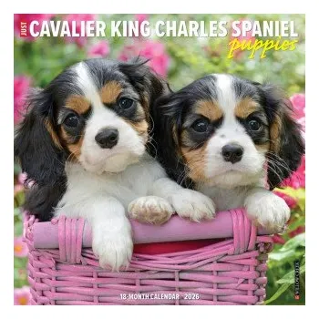 Kalendář Cavalier King Charles Spaniel Puppies 2026 12 X 12 Wall Calendar (Brožovaná)