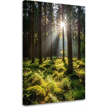 Obraz Obraz do obýváku, ložnice, kanceláře, Les stromy východ slunce 40x60