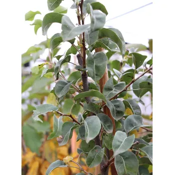 Sazenice Hrušeň 'Pařížanka'