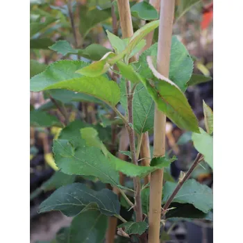 Sazenice Jabloň 'SIRIUS'