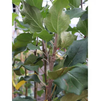 Sazenice Jabloň domácí 'Šampion'