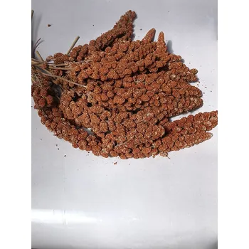 Pro ptáka Fauna Hradil Senegalské proso červené v klasech FAUNA Hmotnost: 5 kg