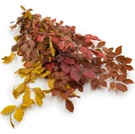 mech-mech.cz Stabilizované bukové větve - podzimní