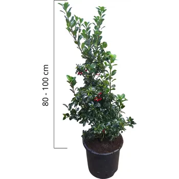 Sazenice Cesmína 'Heckenfee', výška 80-100cm, kontejner 12l