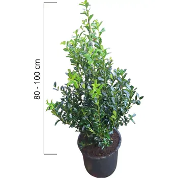 Sazenice Modrá cesmína 'HECKENPRACHT' - samčí