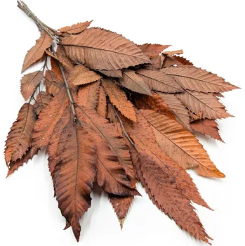 mech-mech.cz Stabilizované kaštanové větve - oranžový