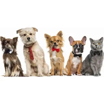 Osuška Cat and dogs