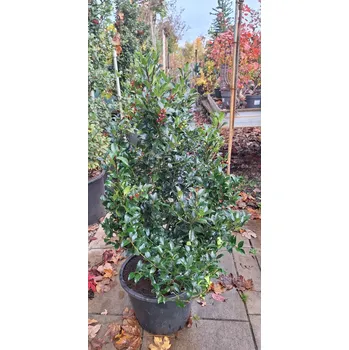 Sazenice Cesmína modrá 'Blue Maid', výška 80-100cm, kontejner 12l