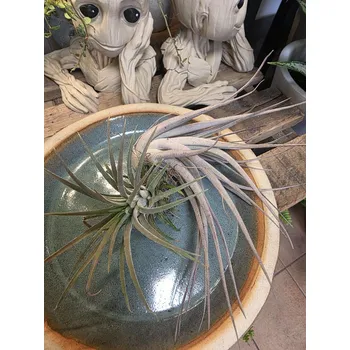 Tillandsia velká mix