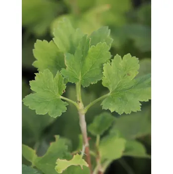 Sazenice Josta 15-30 cm H9