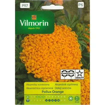 Semeno Aksamitník vzpřímený Pollux Orange (chryzantémokvětý, nízký, oranžový) 10/2025