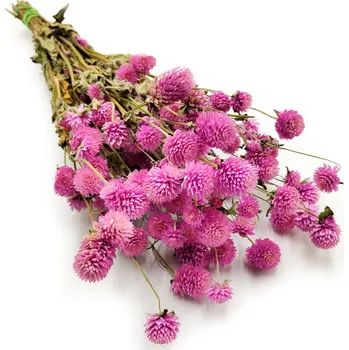 mech-mech.cz Sušená Pestrovka kulovitá - (Gomphrena globosa) - růžová