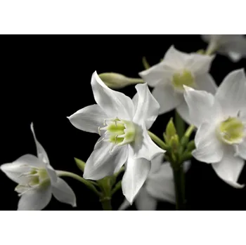 Fototapeta KOMR 952-4 Fototapeta panoramatická Komar Madonna, velikost 368 x 127 cm