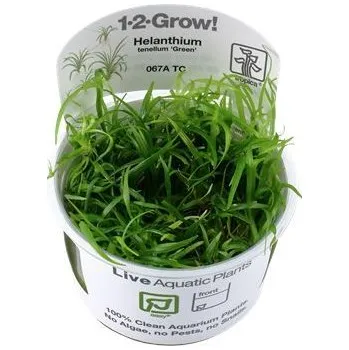 Dekorace do akvária Tropica Helanthium tenellum invitro