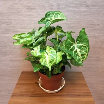 Sazenice Syngonium Arrow