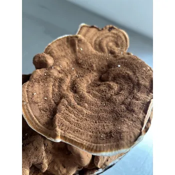 Substrát Lesklokorka lesklá – Reishi substrát