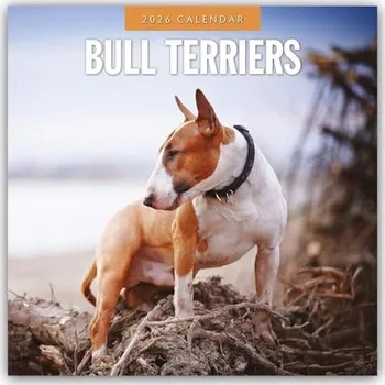 Cizojazyčná kniha Bull Terriers 2026 Square Wall Calendar - Red Robin