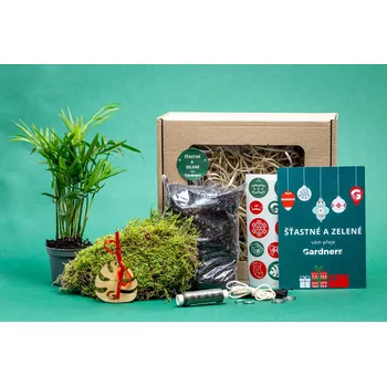 Vánoční dekorace Gardners Vánoční dárková sada - Kokedama "Vyrob si sám" Chamaedorea elegans (S)