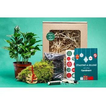 Vánoční dekorace Gardners Vánoční dárková sada - Kokedama "Vyrob si sám" Coffea arabica (M)