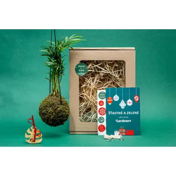 Vánoce Gardners Vánoční dárková sada - Kokedama Chamaedorea elegans (S)