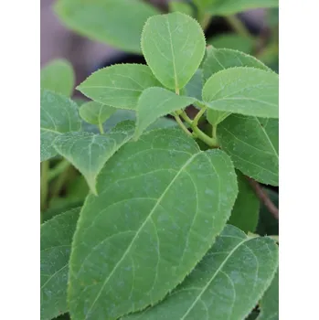 Sazenice Aktinidie význačná 'Chang bai giant' 10-30 cm H9