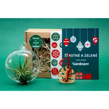 Bytová dekorace Gardners Vánoční dárková sada - Aerárium s Tillandsií Ionantha green