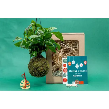 Vánoční dekorace Gardners Vánoční dárková sada - Kokedama Coffea arabica (M)