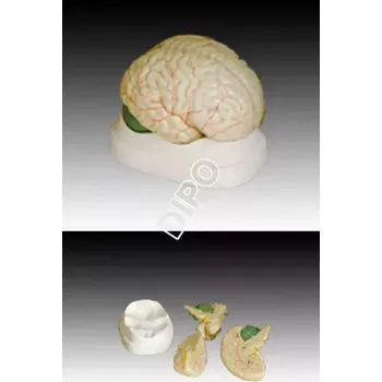 Mozek - model 3 díly