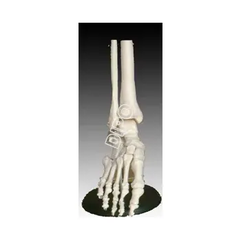 Model dolní části kostry nohy