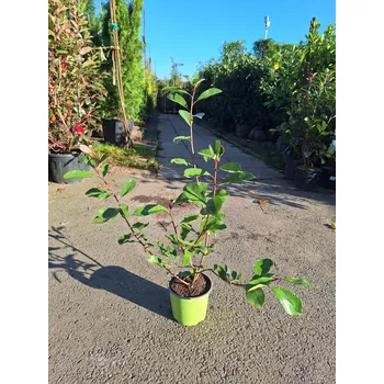 Sazenice Blýskavka Frasserova 'Red Robin'