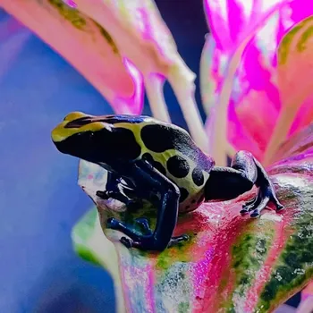 Pralešnička - Dendrobates tinctorius 'Nominat'