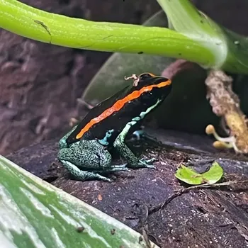 Pralešnička- Phyllobates 'Vittatus'