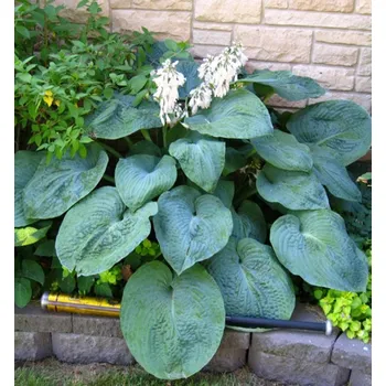 Sazenice Hosta (bohyška) ´BIG DADDY´ kont. 0,5 l